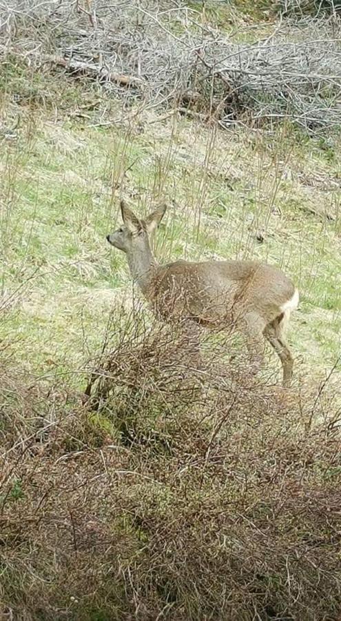 Ferienwohungen Im Kuchersbach Hornberg Ngoại thất bức ảnh
