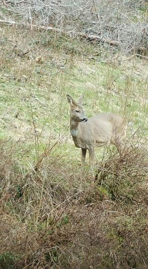 Ferienwohungen Im Kuchersbach Hornberg Ngoại thất bức ảnh
